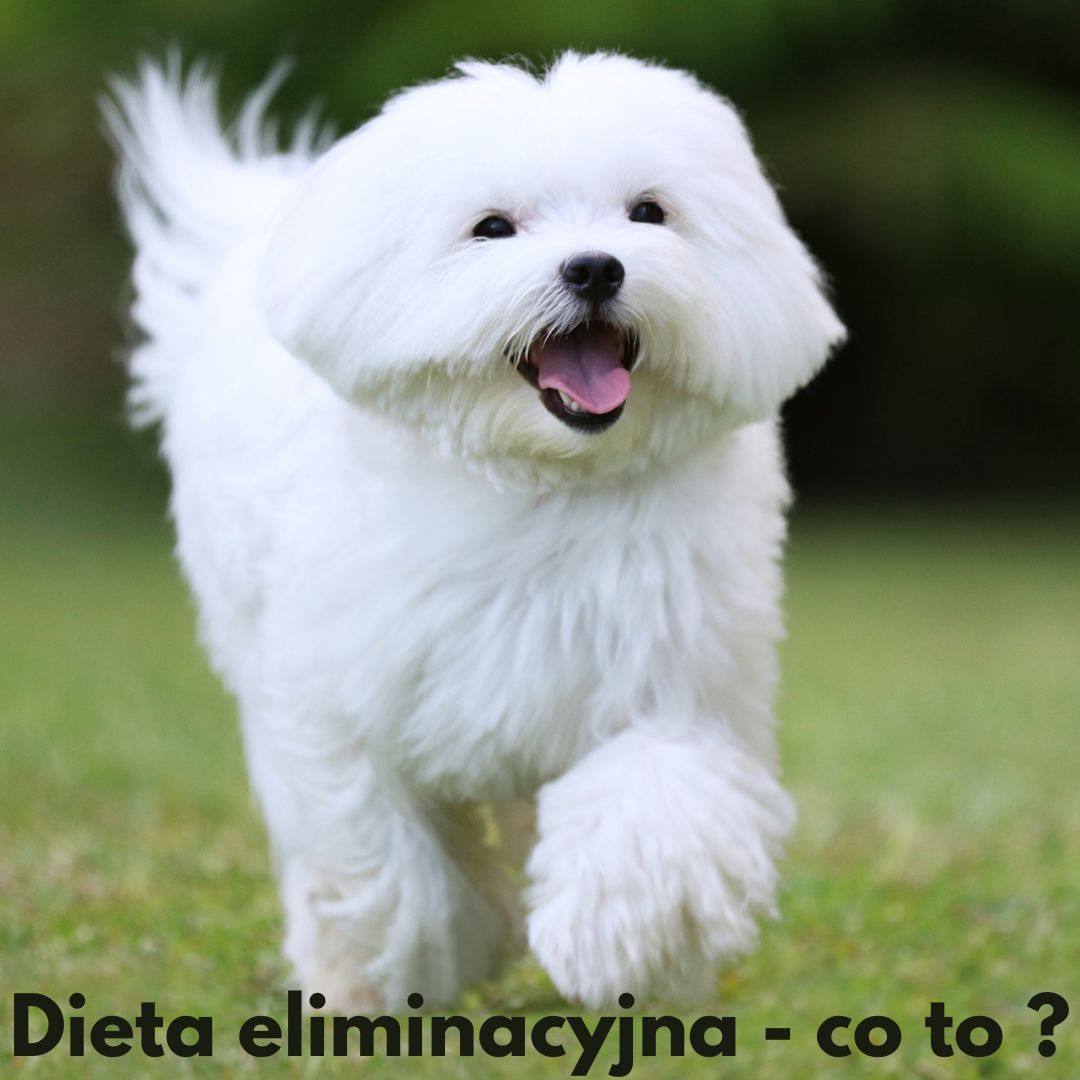 Dieta eliminacyjna dla psa – co to jest?